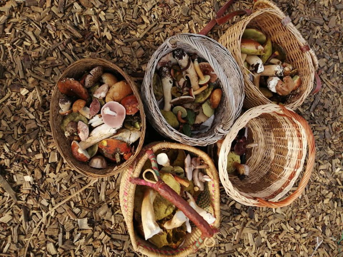 Ballade aux champignons